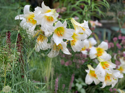 Il linguaggio dei fiori: significato e come scegliere quello giusto