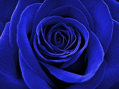 Rose blu: perché non esistono in natura e perché sono il regalo più inaspettato